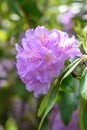 Purple Rhododendron Catawbiense Grandiflorum, violet-purple flower in the sun